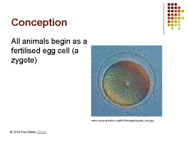 Conception All animals begin as a fertilised egg cell (a zygote) www. overpopulation. org/WOAimages/zygote_nice.