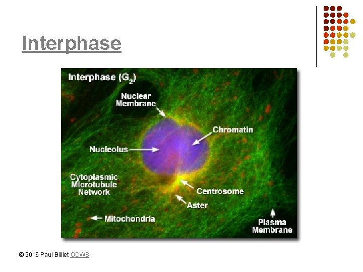 Interphase © 2016 Paul Billiet ODWS 