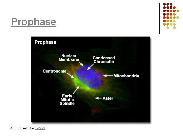 Prophase © 2016 Paul Billiet ODWS 