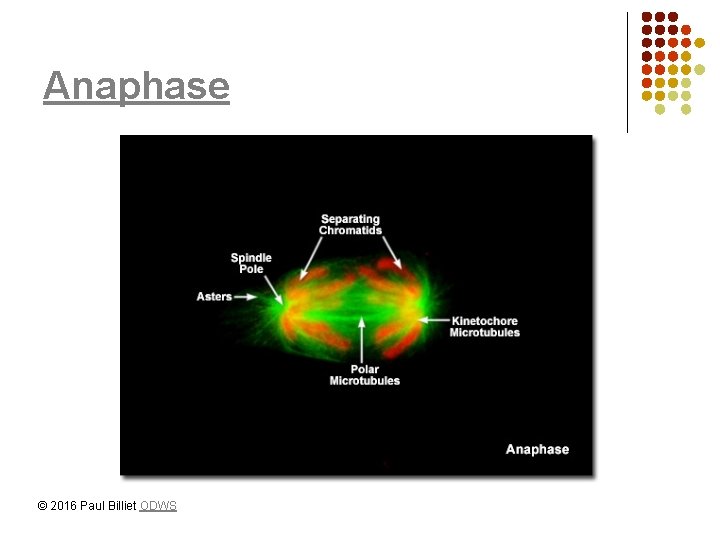 Anaphase © 2016 Paul Billiet ODWS 