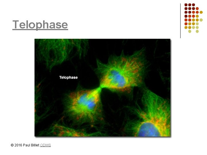 Telophase © 2016 Paul Billiet ODWS 