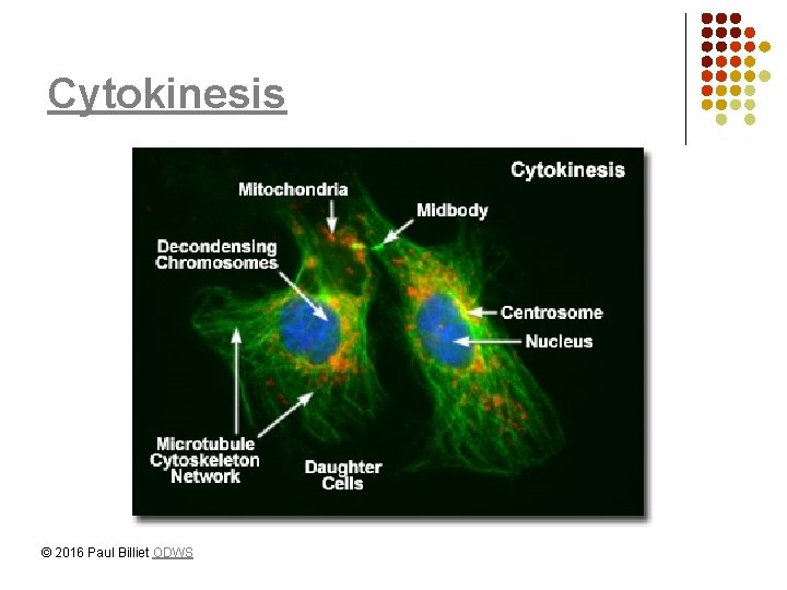 Cytokinesis © 2016 Paul Billiet ODWS 