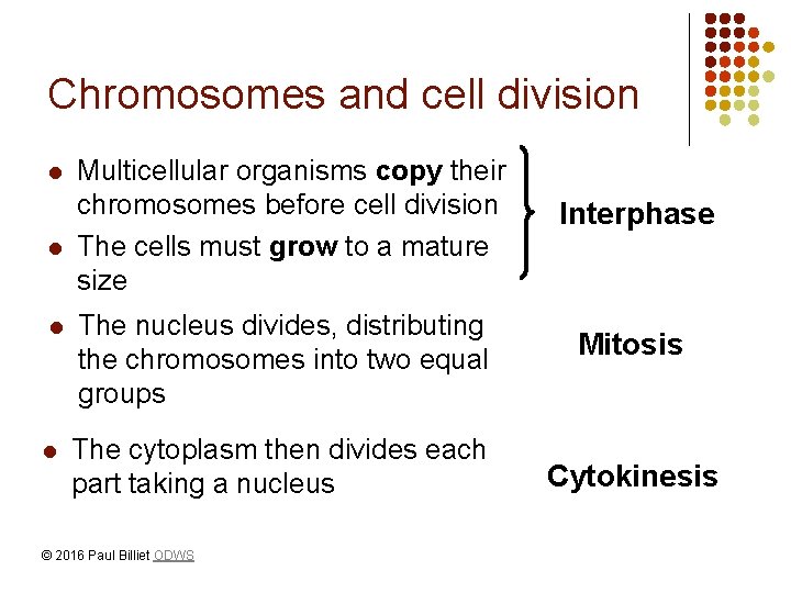 Chromosomes and cell division l l Multicellular organisms copy their chromosomes before cell division