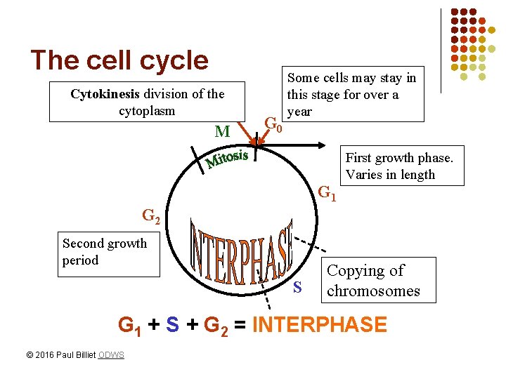The cell cycle Cytokinesis division of the cytoplasm M G 0 Some cells may