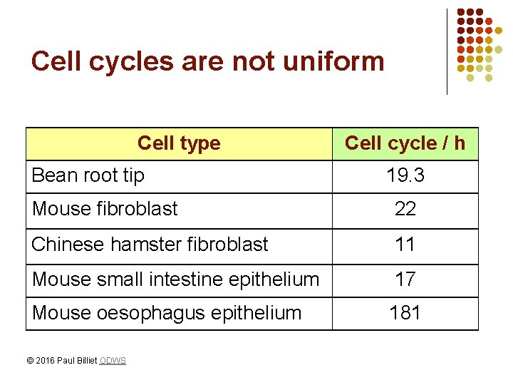 Cell cycles are not uniform Cell type Bean root tip Cell cycle / h