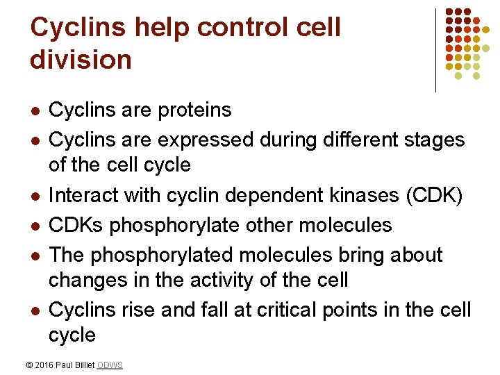 Cyclins help control cell division l l l Cyclins are proteins Cyclins are expressed