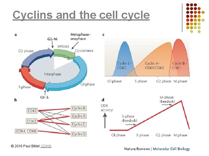 Cyclins and the cell cycle © 2016 Paul Billiet ODWS 