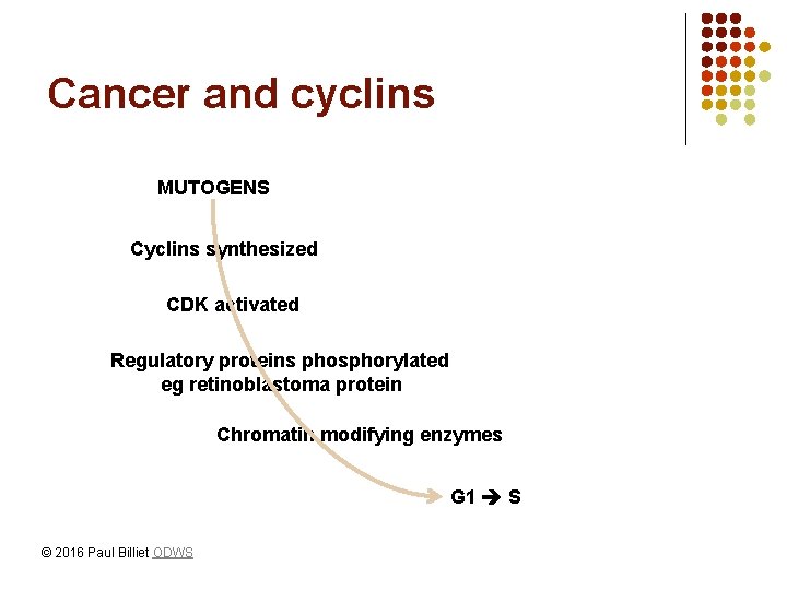 Cancer and cyclins MUTOGENS Cyclins synthesized CDK activated Regulatory proteins phosphorylated eg retinoblastoma protein