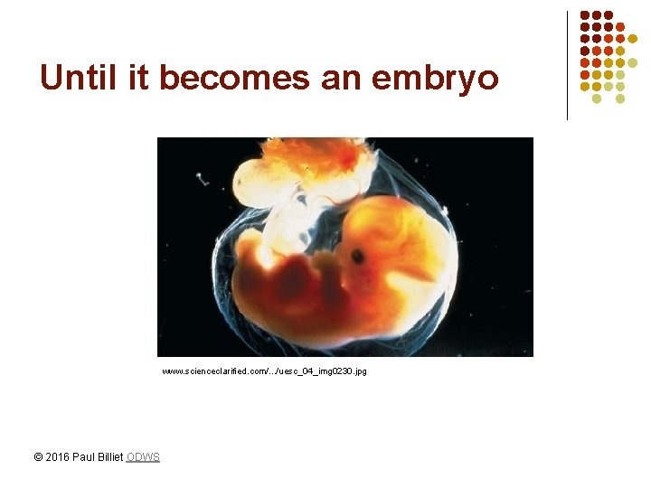Until it becomes an embryo www. scienceclarified. com/. . . /uesc_04_img 0230. jpg ©