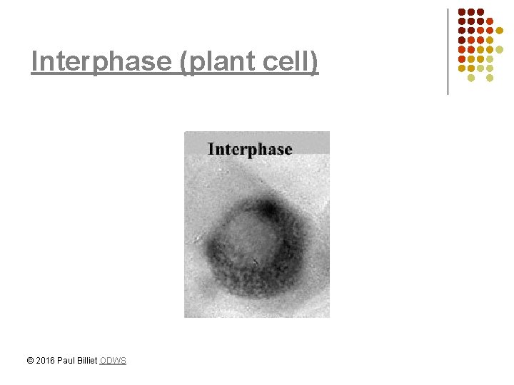 Interphase (plant cell) © 2016 Paul Billiet ODWS 