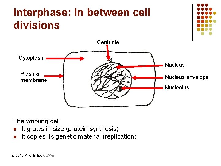 Interphase: In between cell divisions Centriole Cytoplasm Nucleus Plasma membrane Nucleus envelope Nucleolus The