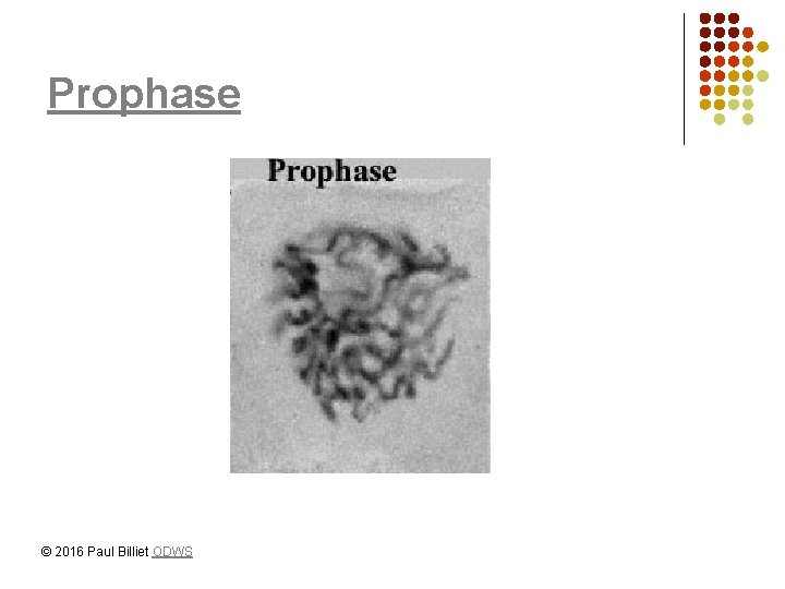 Prophase © 2016 Paul Billiet ODWS 