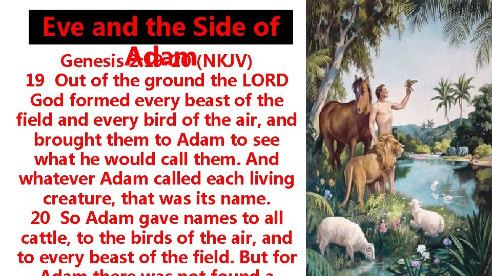 Eve and the Side of Genesis Adam 2: 19 -20 (NKJV) 19 Out of