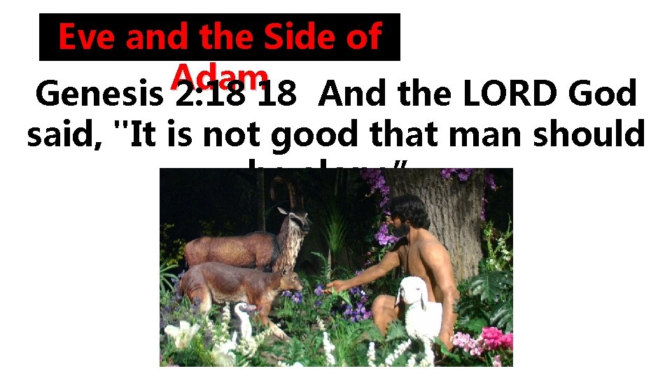 Eve and the Side of Adam Genesis 2: 18 18 And the LORD God