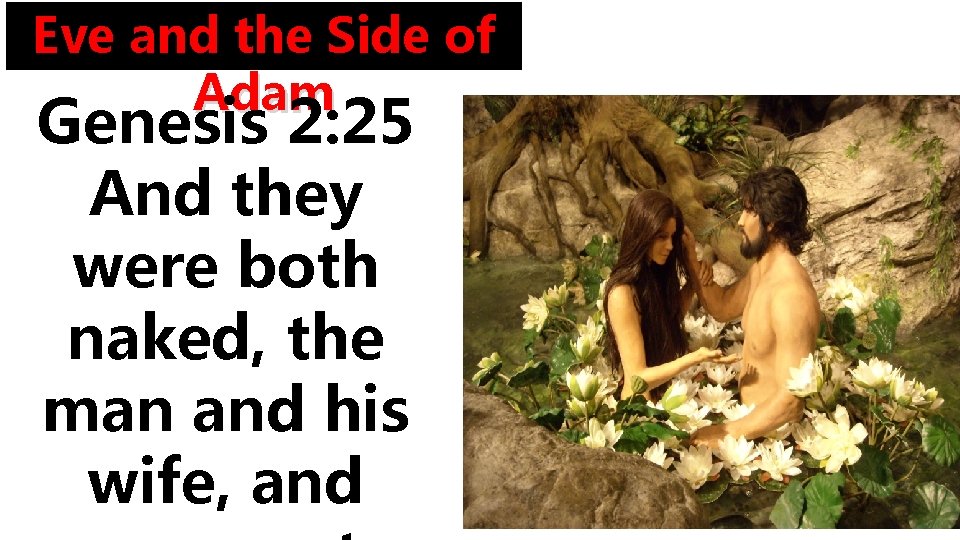 Eve and the Side of Adam Genesis 2: 25 And they were both naked,