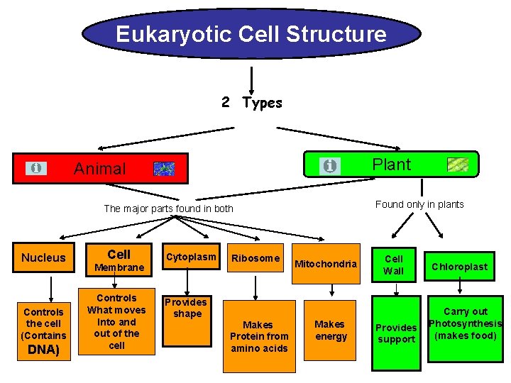 Eukaryotic Cell Structure 2 Types Plant Animal Found only in plants The major parts Eukaryotic Cell Structure 2 Types Plant Animal Found only in plants The major parts