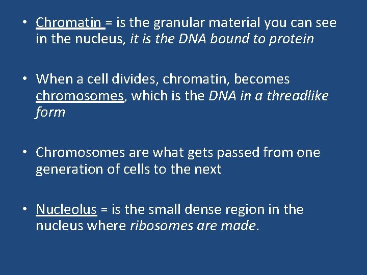 • Chromatin = is the granular material you can see in the nucleus, • Chromatin = is the granular material you can see in the nucleus,