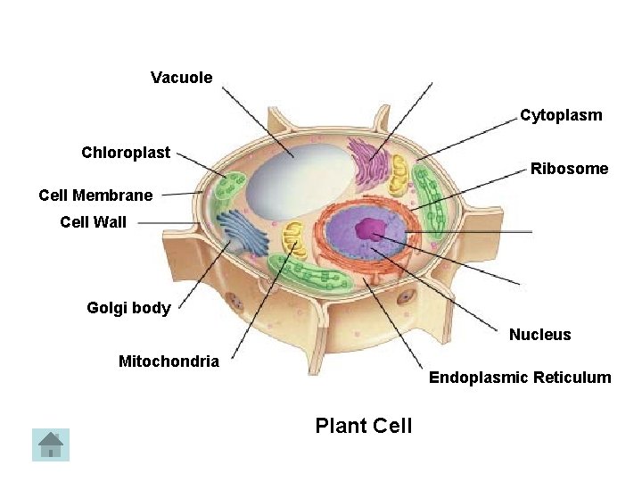 Figure 7 -5 Plant and Animal Cells Section 7 -2 Vacuole Cytoplasm Chloroplast Ribosome Figure 7 -5 Plant and Animal Cells Section 7 -2 Vacuole Cytoplasm Chloroplast Ribosome