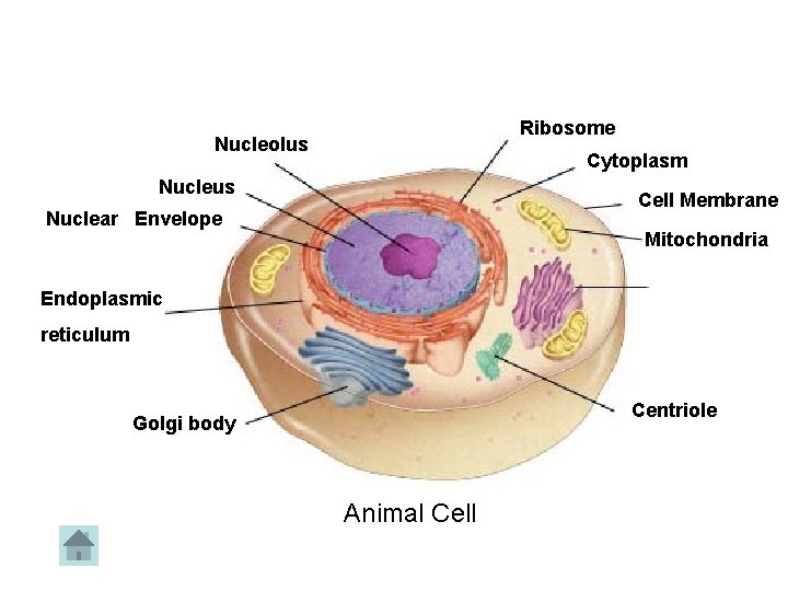 Figure 7 -5 Plant and Animal Cells Section 7 -2 Ribosome Nucleolus Cytoplasm Nucleus Figure 7 -5 Plant and Animal Cells Section 7 -2 Ribosome Nucleolus Cytoplasm Nucleus