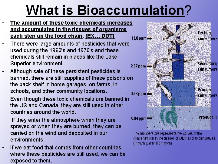 What is Bioaccumulation? • • • The amount of these toxic chemicals increases and