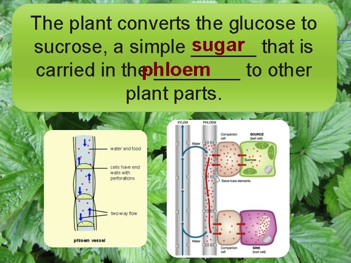 Photosynthesis And Respiration Of Plants Photosynthesis Is A photosynthesis-and-respiration-of-plants-photosynthesis-is-a