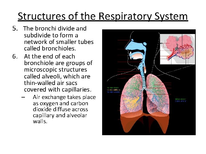 Structures of the Respiratory System 5. The bronchi divide and subdivide to form a