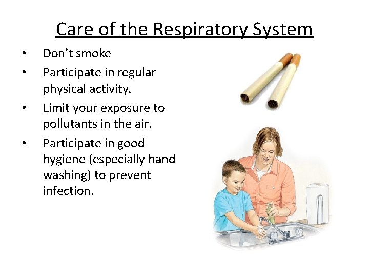 Care of the Respiratory System • • Don’t smoke Participate in regular physical activity.