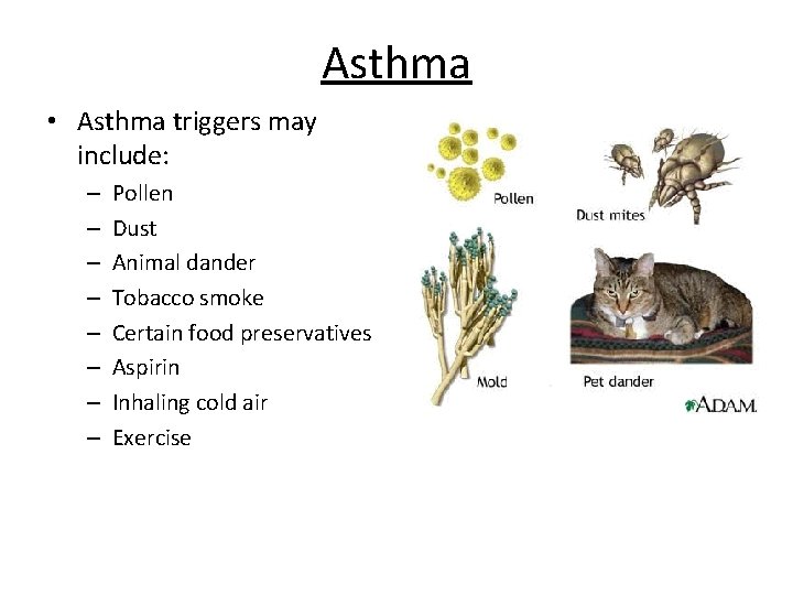 Asthma • Asthma triggers may include: – – – – Pollen Dust Animal dander