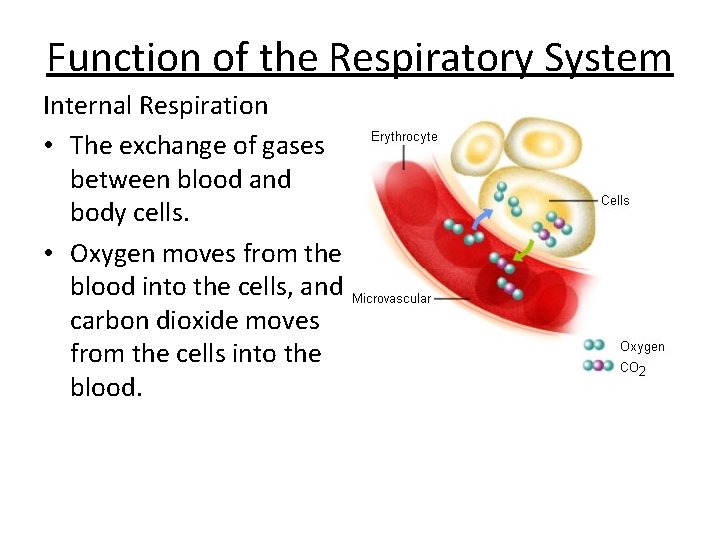 Function of the Respiratory System Internal Respiration • The exchange of gases between blood