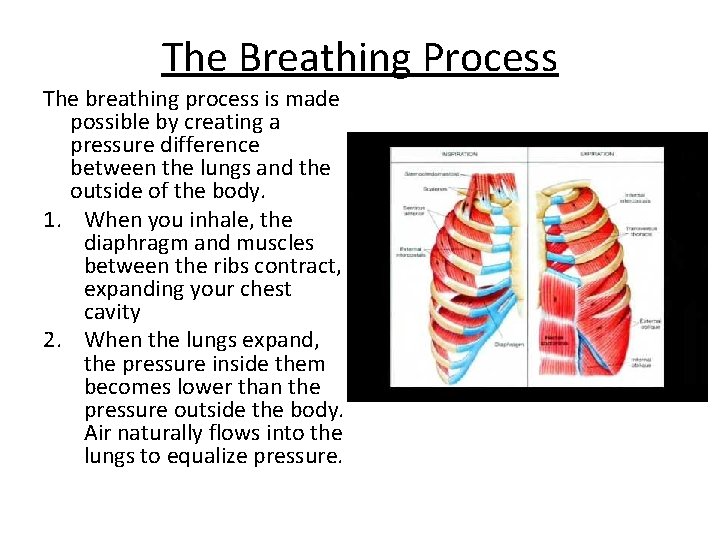 The Breathing Process The breathing process is made possible by creating a pressure difference