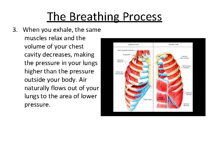 The Breathing Process 3. When you exhale, the same muscles relax and the volume