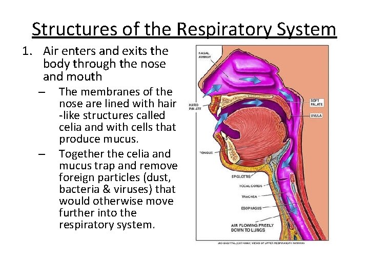 Structures of the Respiratory System 1. Air enters and exits the body through the