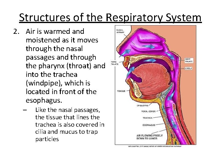Structures of the Respiratory System 2. Air is warmed and moistened as it moves