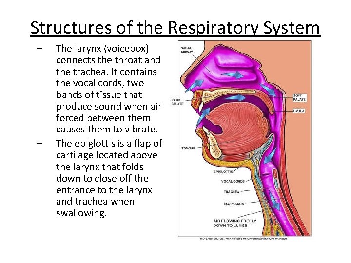 Structures of the Respiratory System – – The larynx (voicebox) connects the throat and