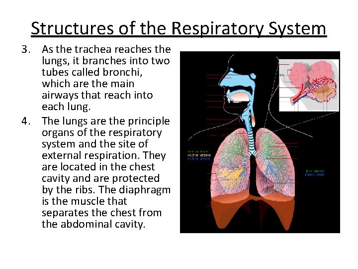 Structures of the Respiratory System 3. As the trachea reaches the lungs, it branches