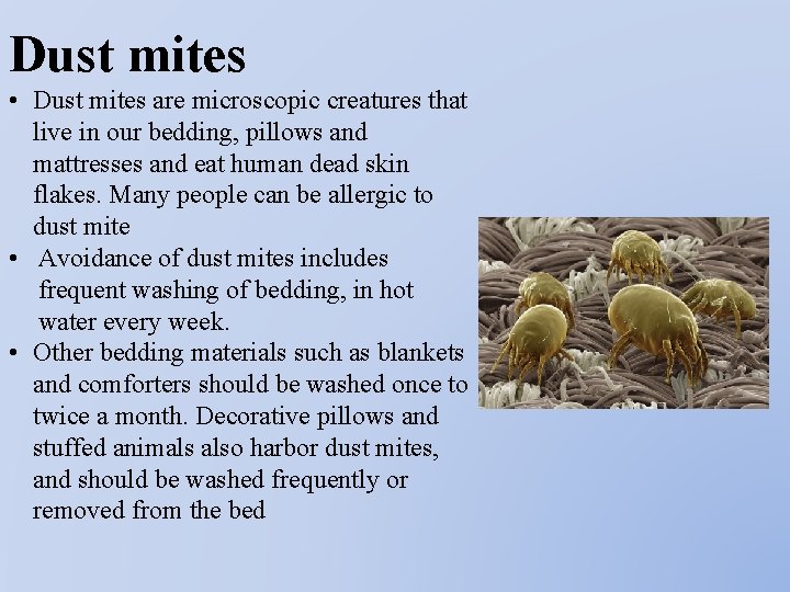 Dust mites • Dust mites are microscopic creatures that live in our bedding, pillows