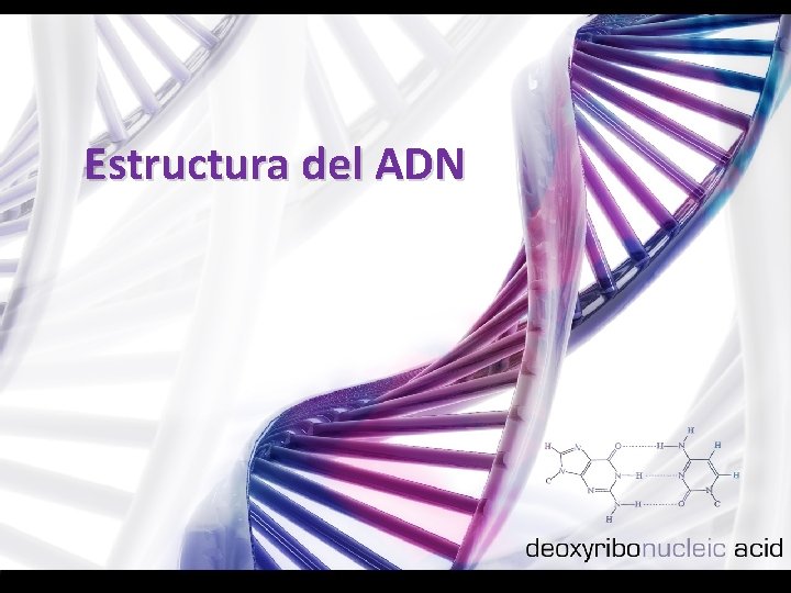 Estructura del ADN 