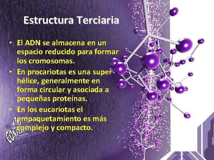 Estructura Terciaria • El ADN se almacena en un espacio reducido para formar los