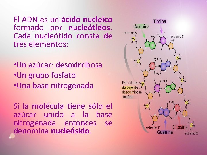 El ADN es un ácido nucleico formado por nucleótidos. Cada nucleótido consta de tres