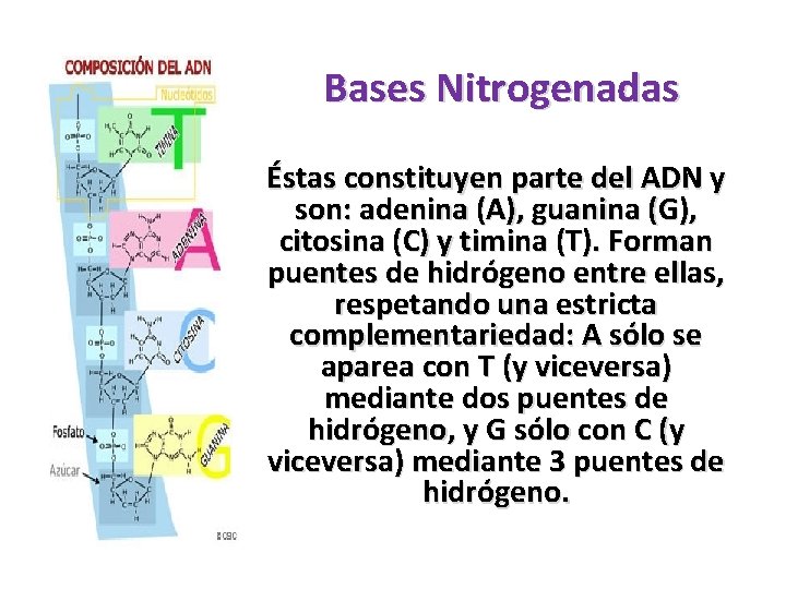 Bases Nitrogenadas Éstas constituyen parte del ADN y son: adenina (A), guanina (G), citosina