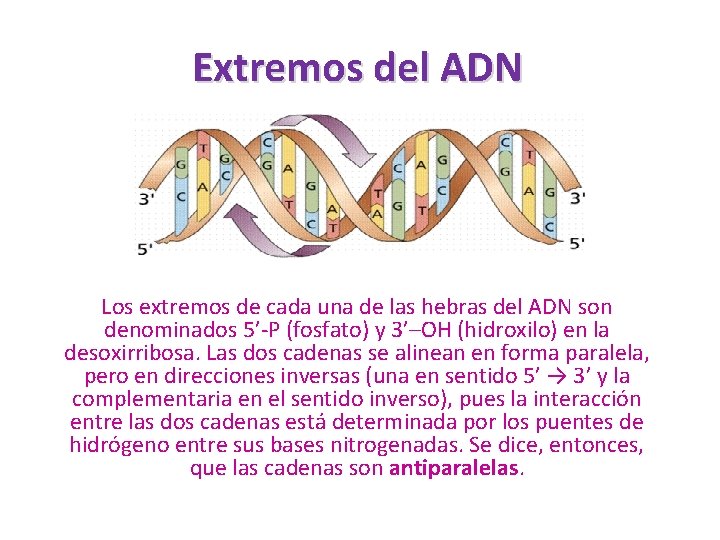 Extremos del ADN Los extremos de cada una de las hebras del ADN son