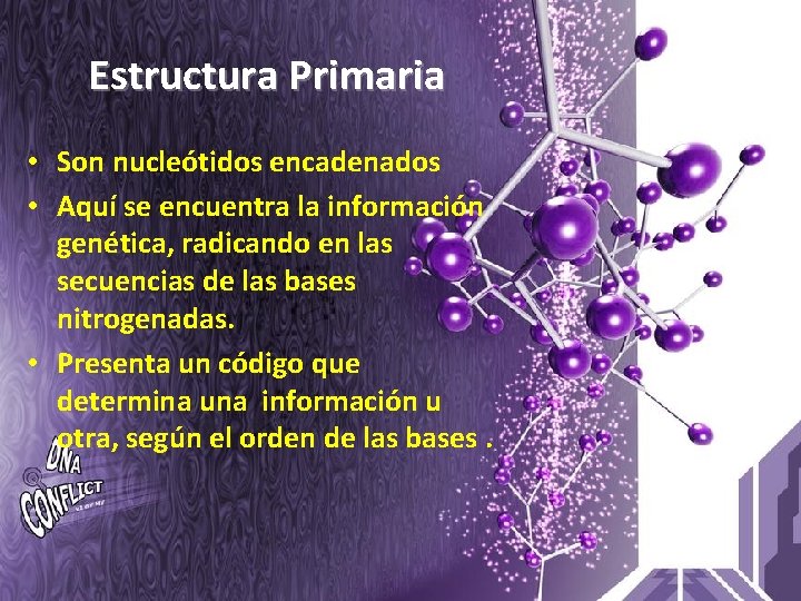 Estructura Primaria • Son nucleótidos encadenados • Aquí se encuentra la información genética, radicando