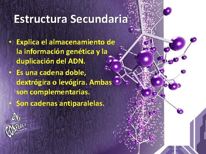 Estructura Secundaria • Explica el almacenamiento de la información genética y la duplicación del