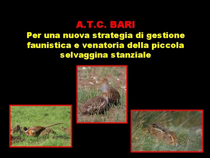 A. T. C. BARI Per una nuova strategia di gestione faunistica e venatoria della