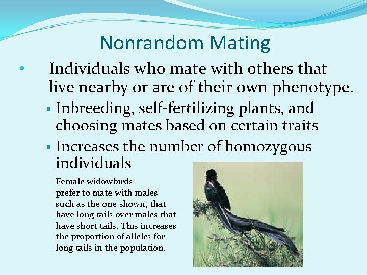 Nonrandom Mating • Individuals who mate with others that live nearby or are of