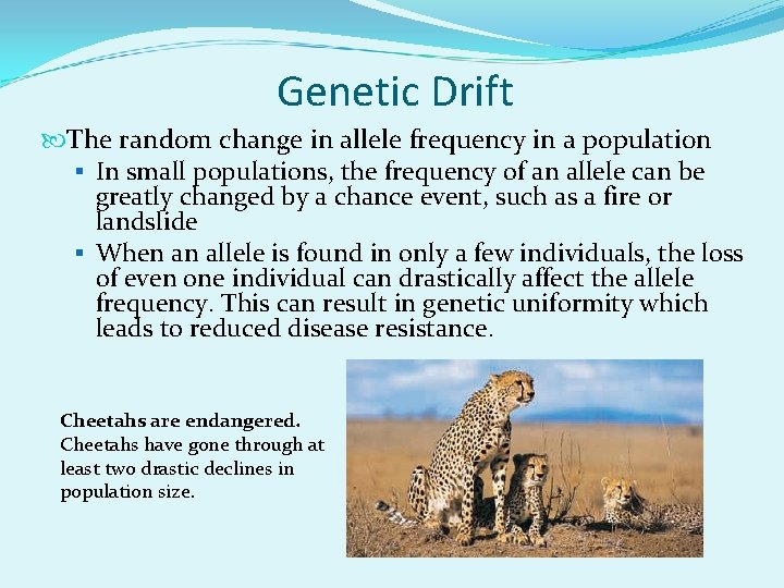 Genetic Drift The random change in allele frequency in a population § In small