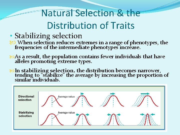 Natural Selection & the Distribution of Traits • Stabilizing selection When selection reduces extremes