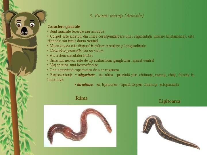 3. Viermi inelaţi (Anelide) Caractere generale • Sunt animale terestre sau acvatice • Corpul