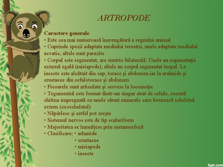 ARTROPODE Caractere generale • Este cea mai numeroasă încrengătură a regnului animal • Cuprinde