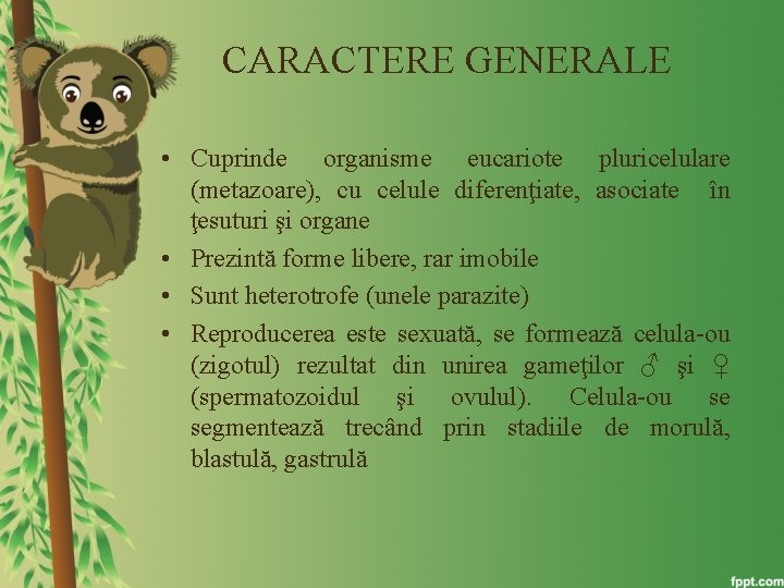 CARACTERE GENERALE • Cuprinde organisme eucariote pluricelulare (metazoare), cu celule diferenţiate, asociate în ţesuturi